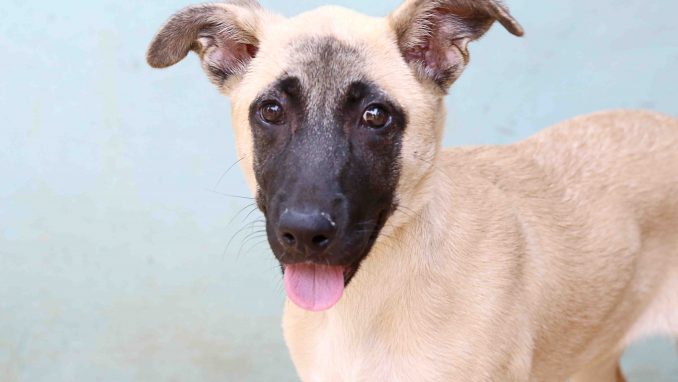 צ'וקה כלבה לאימוץ אגודת צער בעלי חיים בישראל