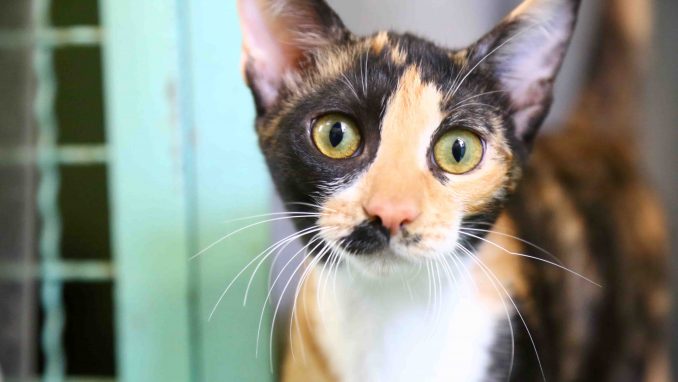 גילי חתולה לאימוץ אגודת צער בעלי חיים בישראל