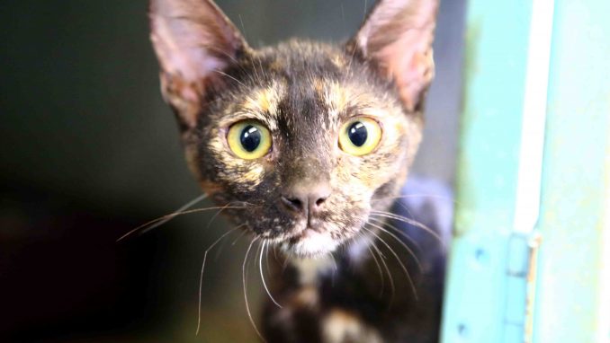 צילה חתולה לאימוץ אגודת צער בעלי חיים ישראל