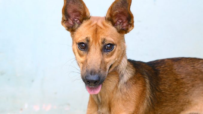 ריקי כלבה לאימוץ אגודת צער בעלי חיים בישראל