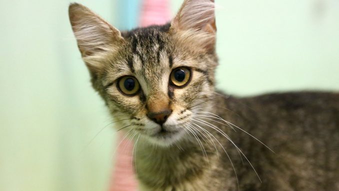 פז חתולה לאימוץ אגודת צער בעלי חיים בישראל