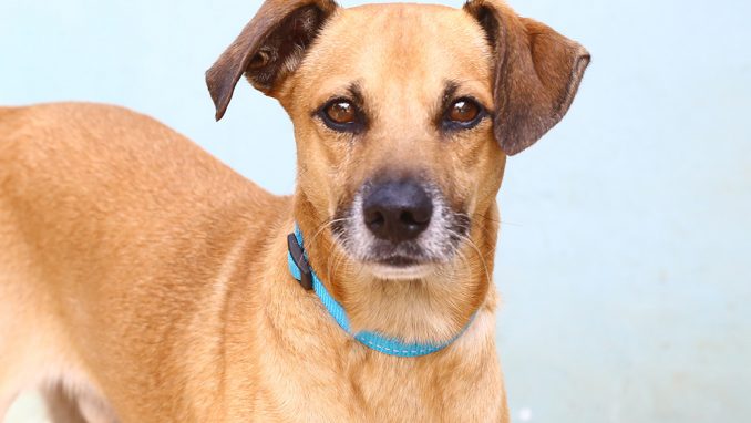 לו כלב לאימוץ אגודת צער בעלי חיים בישראל