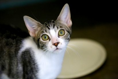 ליסה חתולה לאימוץ אגודת צער בעלי חיים בישראל