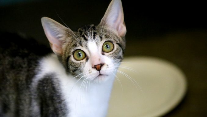 ליסה חתולה לאימוץ אגודת צער בעלי חיים בישראל