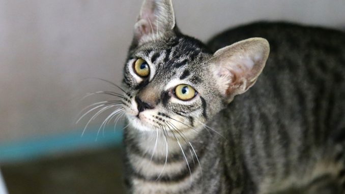 טימי חתול לאימוץ אגודת צער בעלי חיים בישראל