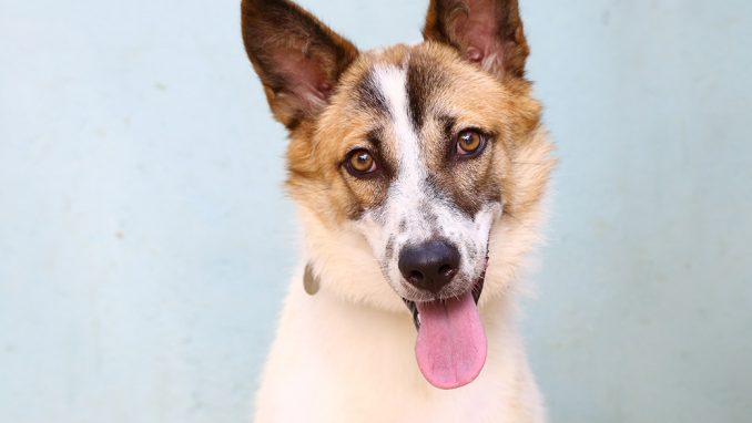 בוטן כלבה לאימוץ אגודת צער בעלי חיים בישראל