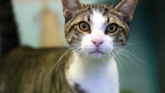 צ'אבי חתול לאימוץ אגודת צער בעלי חיים בישראל