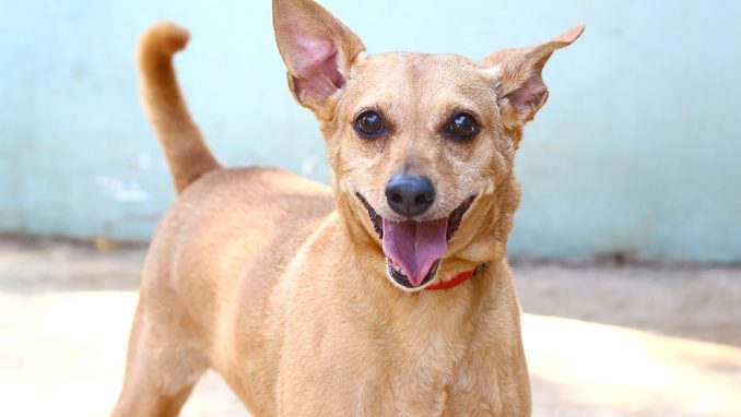 תותי כלבה לאימוץ אגודת צער בעלי חיים בישראל