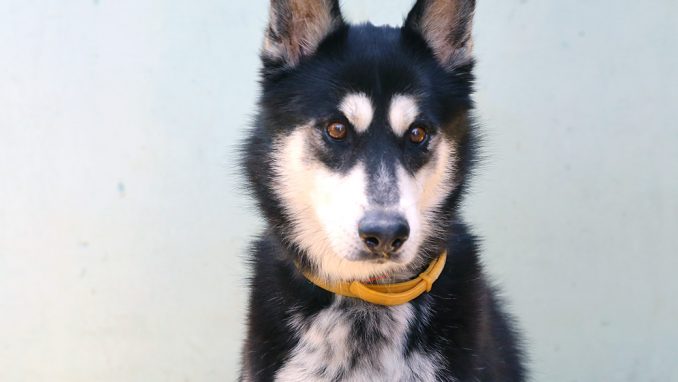 סקאי כלב לאימוץ אגודת צער בעלי חיים בישראל