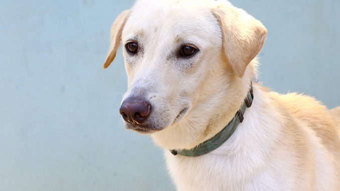 ליאון כלב לאימוץ אגודת צער בעלי חיים בישראל