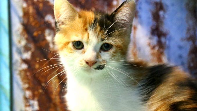 טריקי חתולה לאימוץ אגודת צער בעלי חיים בישראל