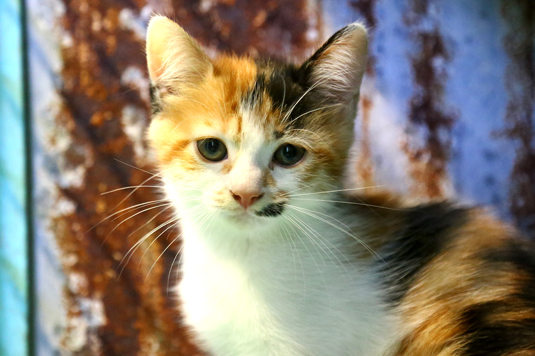 טריקי חתולה לאימוץ אגודת צער בעלי חיים בישראל