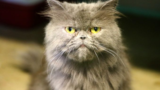 לאפה חתולה לאימוץ אגודת צער בעלי חיים בישראל תל אביב