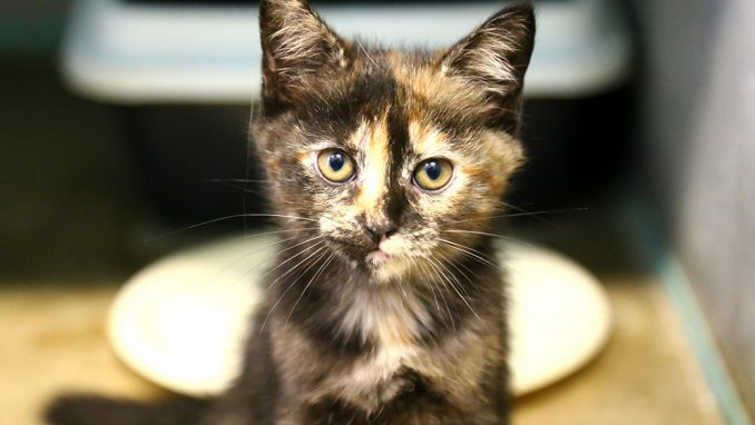 סוניה חתולה לאימוץ אגודת צער בעלי חיים בישראל