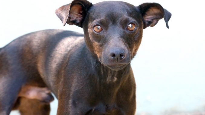 ב'ז'ו כלב לאימוץ אגודת צער בעלי חיים בישראל