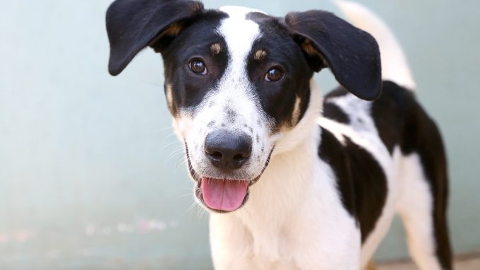 באק כלב לאימוץ אגודת צער בעלי חיים בישראל