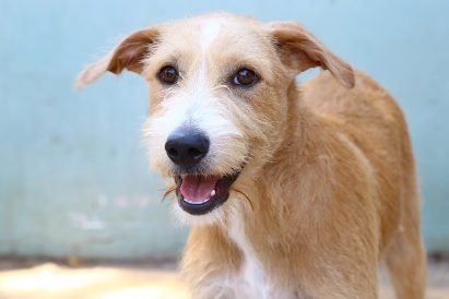 אמיגו כלב לאימוץ אגודת צער בעלי חיים בישראל