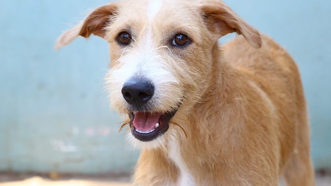 אמיגו כלב לאימוץ אגודת צער בעלי חיים בישראל