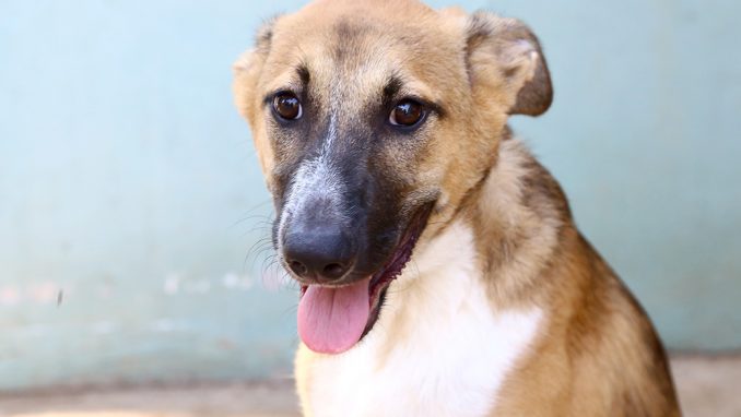 דוגי כלב לאימוץ אגודת צער בעלי חיים בישראל