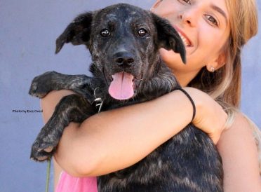 איזבלה – כלבה לאימוץ – אגודת צער בעלי חיים בישראל