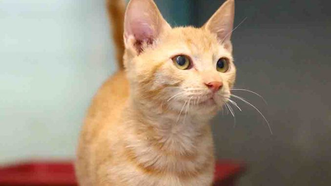 טראנס חתול לאימוץ אגודת צער בעלי חיים בישראל