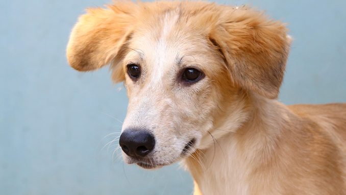 בראוניס כלב לאימוץ אגודת צער בעלי חיים בישראל