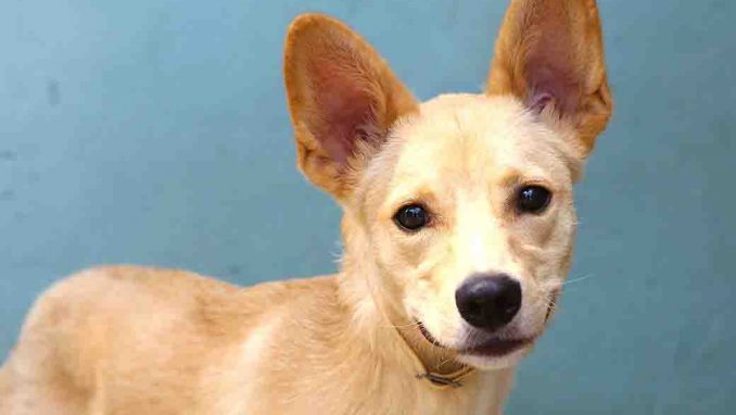 בובי כלב לאימוץ אגודת צער בעלי חיים בישראל