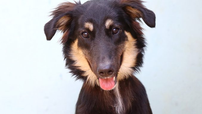 ליידי כלבה לאימוץ אגודת צער בעלי חיים בישראל