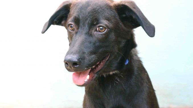 קני כלב לאימוץ אגודת צער בעלי חיים בישראל