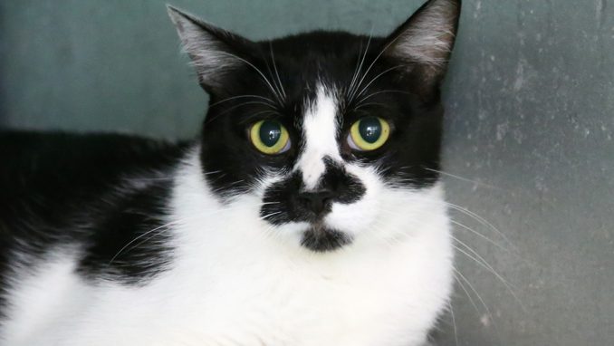 צ'ארלי חתול לאימוץ אגודת צער בעלי חיים בישראל