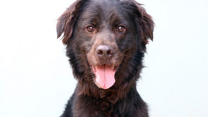 בובו כלב לאימוץ אגודת צער בעלי חיים בישראל