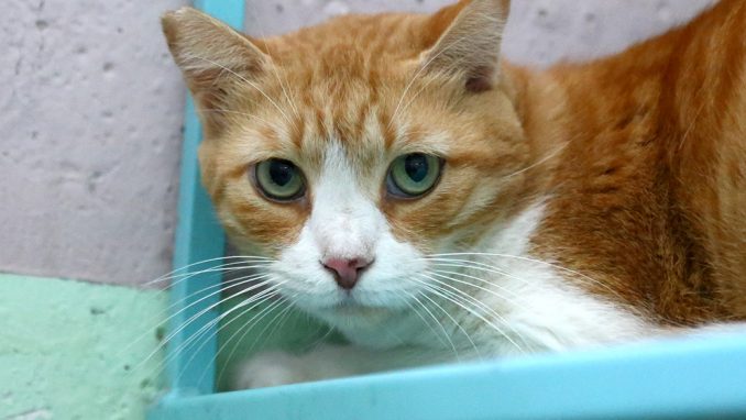 ג'ון חתול לאימוץ אגודת צער בעלי חיים בישראל