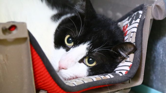 שובי חתול לאימוץ אגודת צער בעלי חיים בישראל