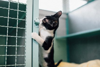 בוסה – חתולה לאימוץ – אגודת צער בעלי חיים בישראל