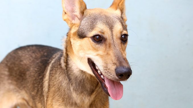 ליידי כלבה לאימוץ אגודת צער בעלי חיים בישראל