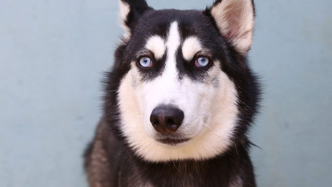 אס כלב לאימוץ אגודת צער בעלי חיים בישראל