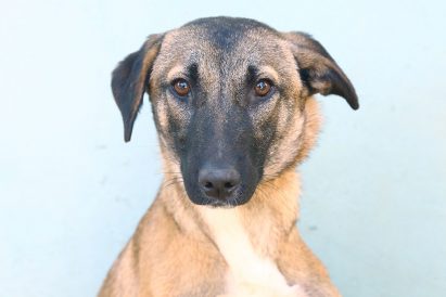 כלב רועים מעורב בן 8 חודשים, חששן וחשדן. כלב מתוק עם מבט עצוב שזקוק למישהו שיעזור לו להיפתח ולצאת לעולם עם הרבה ביטחון. הוא בינוני-גדול פיסית וזקוק לחינוך.