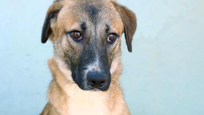 כלב רועים מעורב בן 8 חודשים, חששן וחשדן. כלב מתוק עם מבט עצוב שזקוק למישהו שיעזור לו להיפתח ולצאת לעולם עם הרבה ביטחון. הוא בינוני-גדול פיסית וזקוק לחינוך.