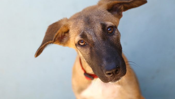 שירו כלב לאימוץ אגודת צער בעלי חיים בישראל