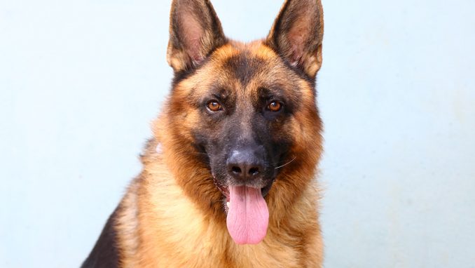 ריקו כלב לאימוץ אגודת צער בעלי חיים בישראל