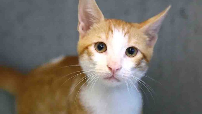 ריז'יק חתול לאימוץ אגודת צער בעלי חיים בישראל