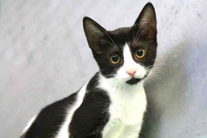 בוסה חתולה לאימוץ אגודת צער בעלי חיים בישראל