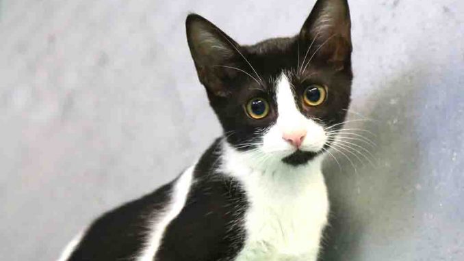 בוסה חתולה לאימוץ אגודת צער בעלי חיים בישראל