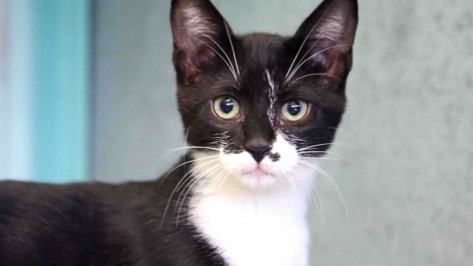 שרלוט חתולה לאימוץ אגודת צער בעלי חיים בישראל