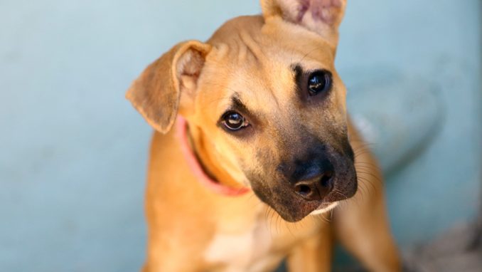 מוניקה כלבה לאימוץ אגודת צער בעלי חיים בישראל