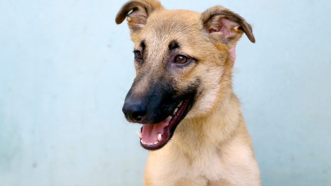 רוזי כלבה לאימוץ אגודת צער בעלי חיים בישראל