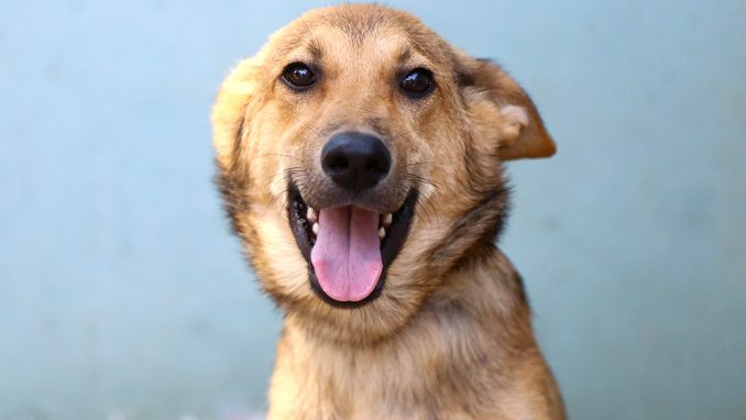 אגודת צער בעלי חיים בישראל