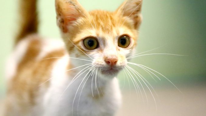 בונו חתול לאימוץ אגודת צער בעלי חיים בישראל