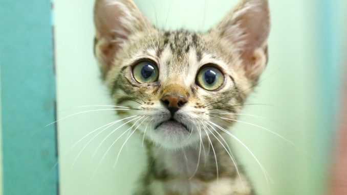 גרי חתול לאימוץ אגודת צער בעלי חיים בישראל