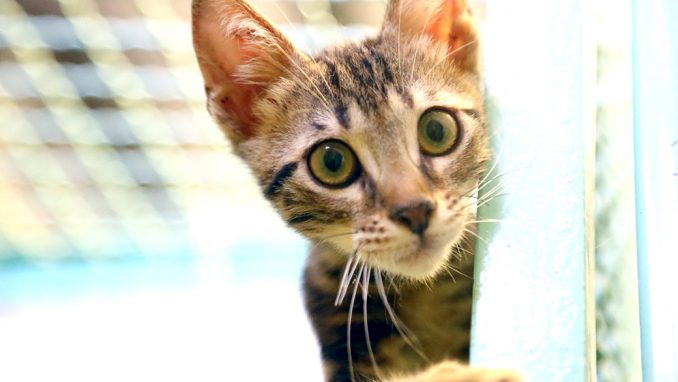 סטיב חתול לאימוץ אגודת צער בעלי חיים בישראל